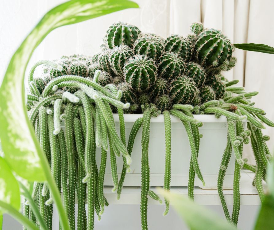 A white pot filled a a variety of healthy cactus plants.