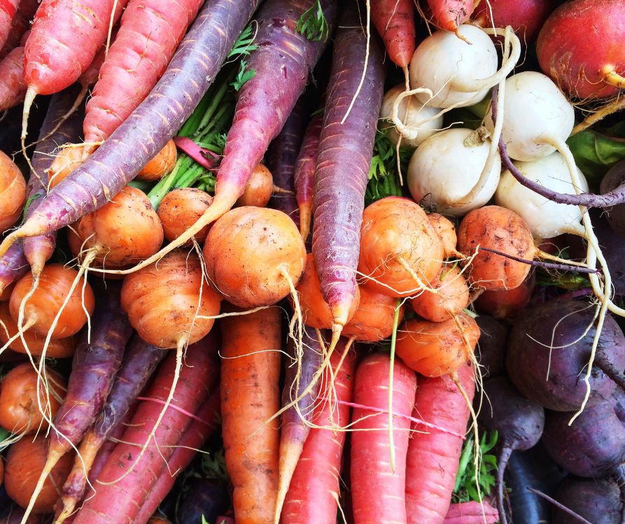 Brightly colored fresh fresh winter carrot, radishes, and beets.