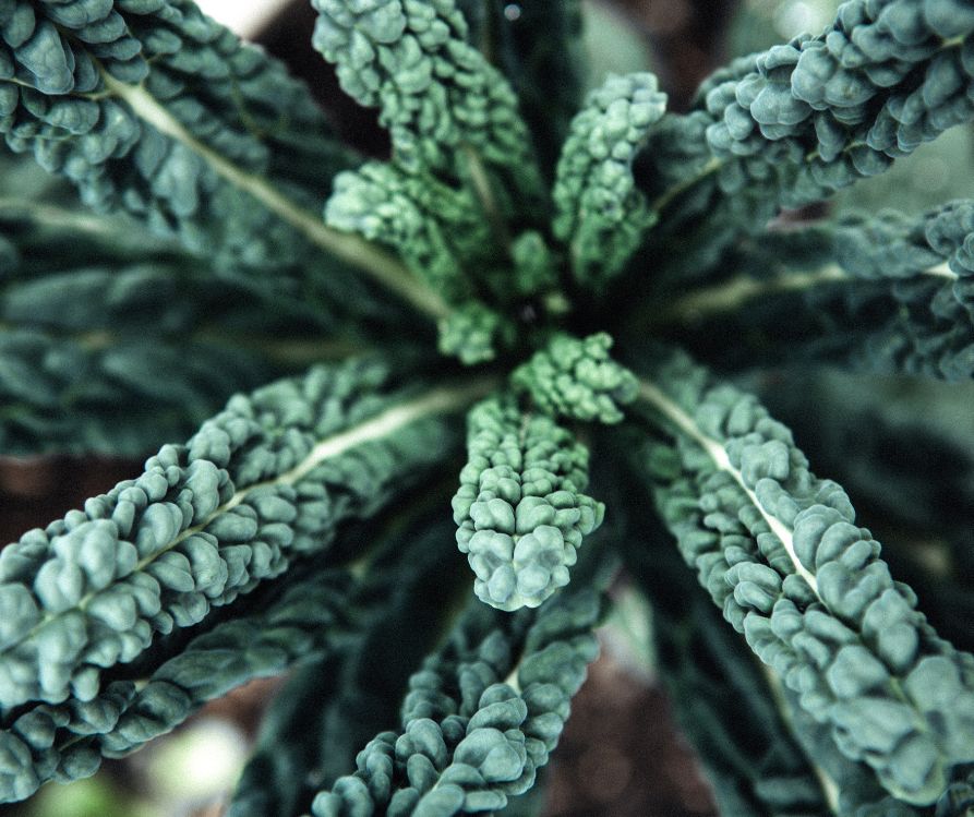 A large dino kale plant with long thin dark green crinkled leaves.