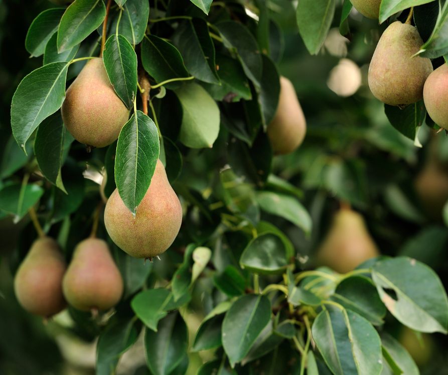 Pears ripening on a tree with lush dark green leaves.