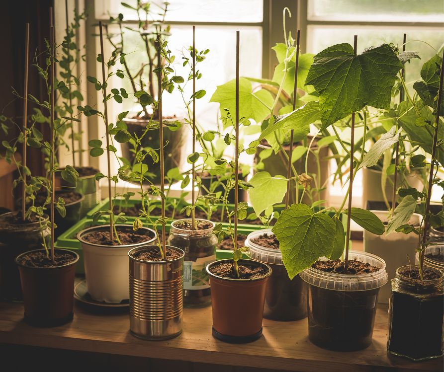 An indoor kitchen-garden with organic, homegrown young vegetables plants of cucumber, snow peas and pepper growing in different reused pots on kitchen countertop in front of window.