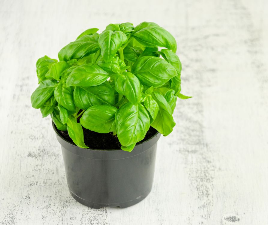 A healthy green indoor basil plant growing in a black plastic pot.