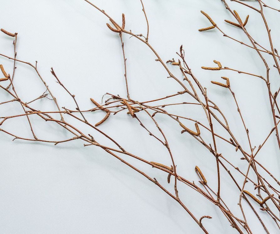Interestingly shaped birch branches perfect for winter displays.