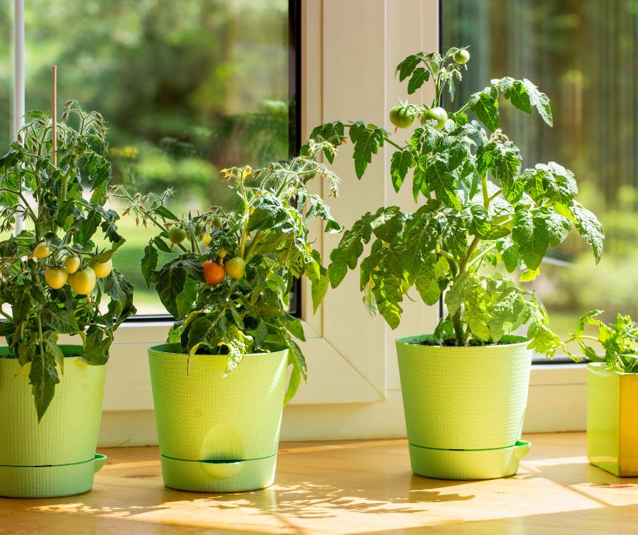 Cherry tomato plants grow in flower pots on the windowsill.