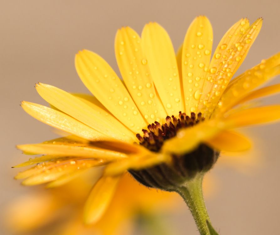 Small yellow calendula flower.