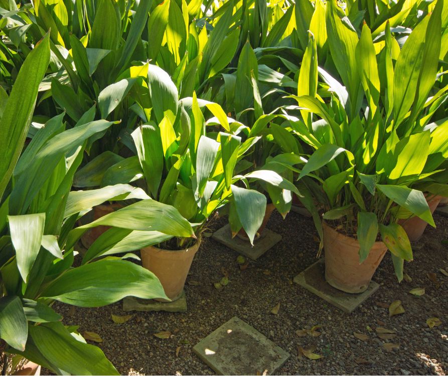 A selection of green Cast Iron Plants growing in pots at a nursery.