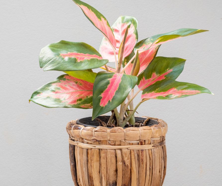 Pink and green Chinese Evergreen plant growing in a brown textured pot.