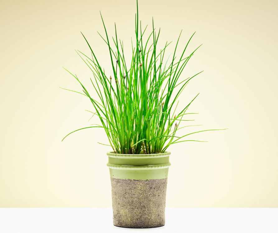 Healthy green chive plants growing in a pot.