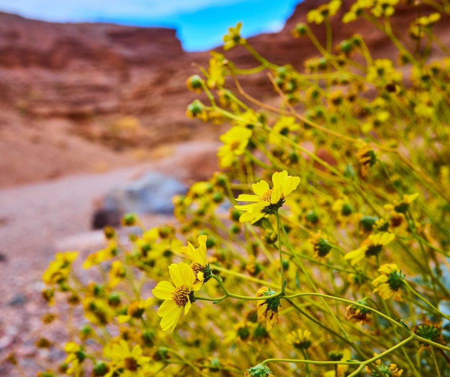 Bright yellow Desert Marigold flowers in a mountainous desert setting.