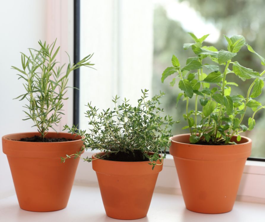 Different aromatic herbs in clay pots on window sill.