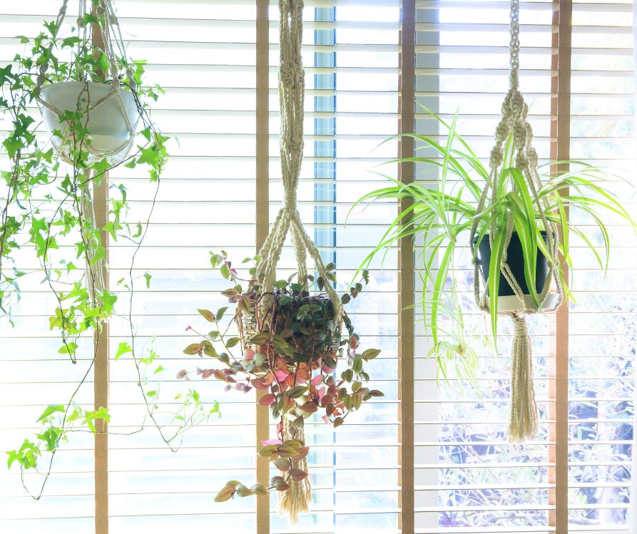 Three houseplants hanging in front of open blinds.