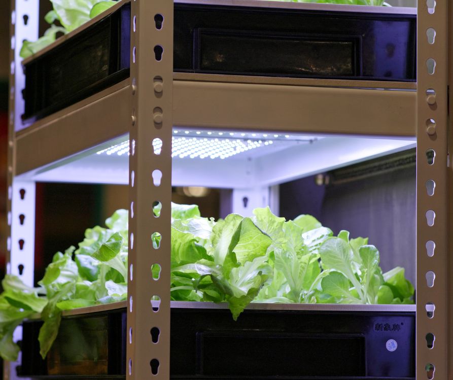 Lettuce growing in a hydroponic grow system on shelves with lights.