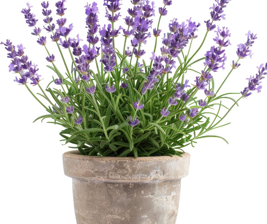 Flowering lavender growing in a pot.