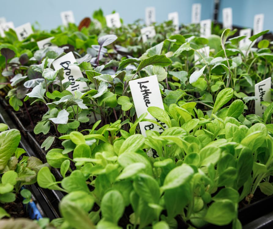 Lettuce and other vegetable seedlings growing under LED grow lights indoors in seed starting trays for a home garden.