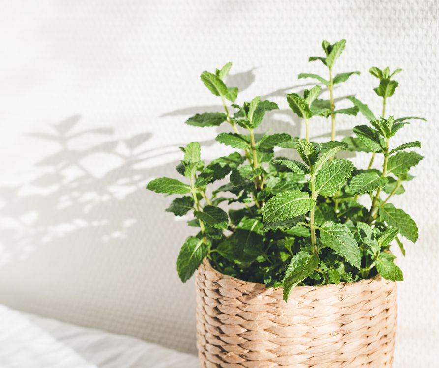 A lush green mint plant growing a woven pot indoors.