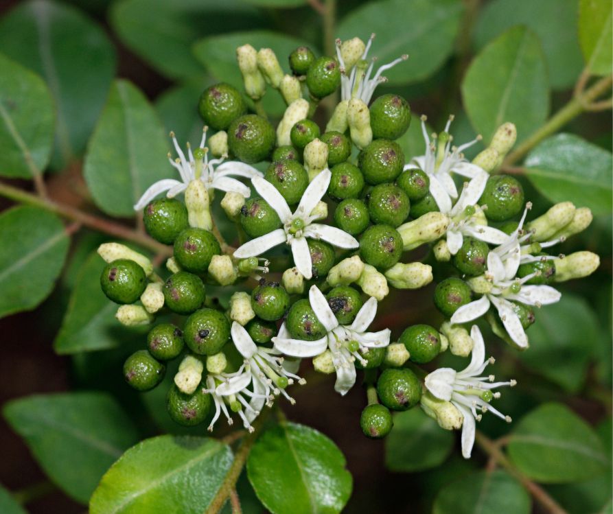 Murraya koenigii, white Curry leaf tree flowers.