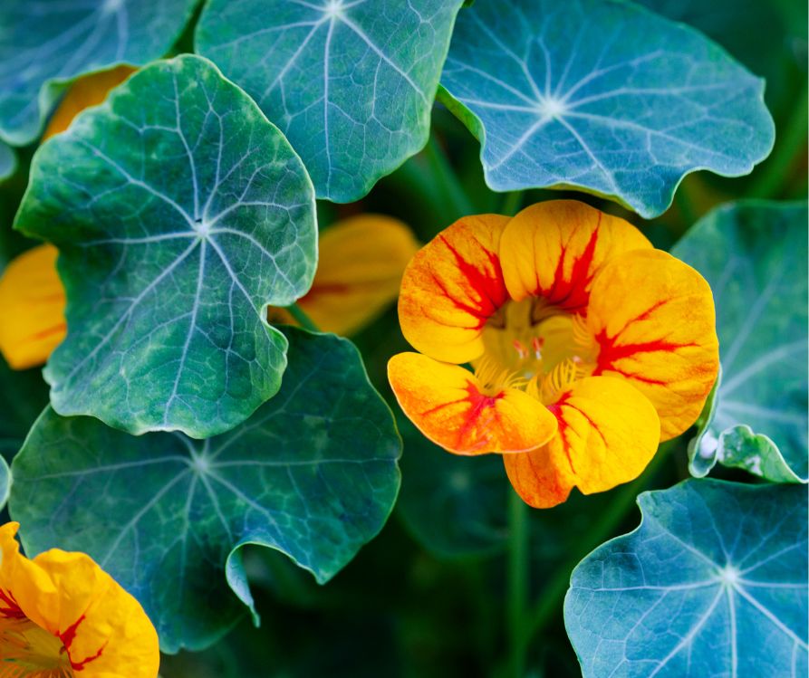 An orange and red nasturtium flower poking out of dark green leaves.
