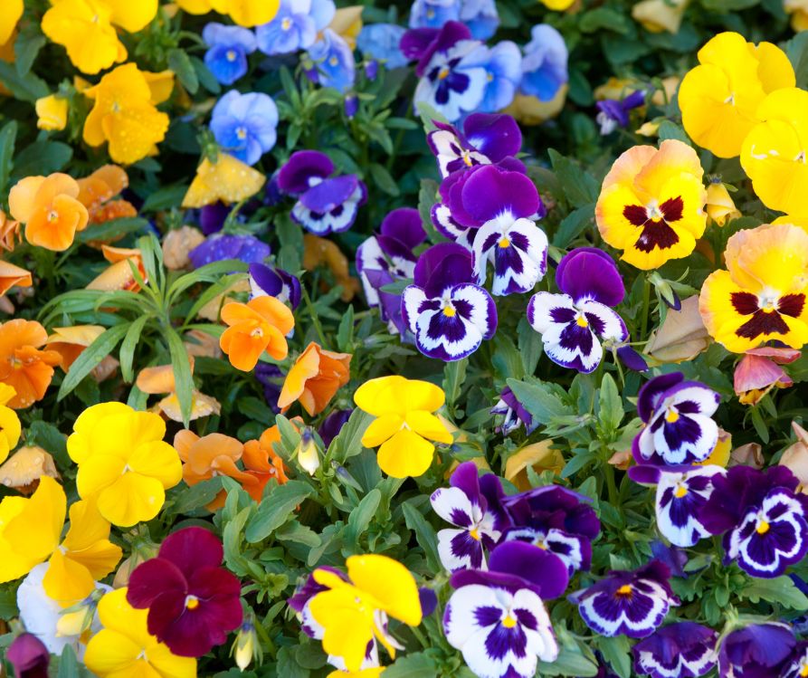 A container with a large variety of pansies growing in it.