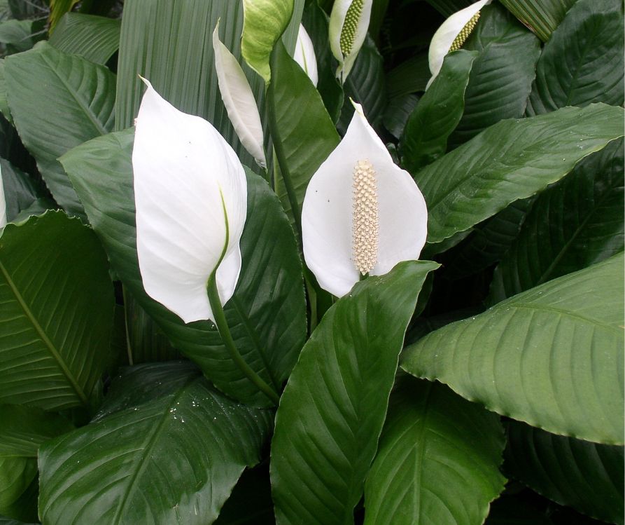 A dark green peace lily plant with bright white flowers.