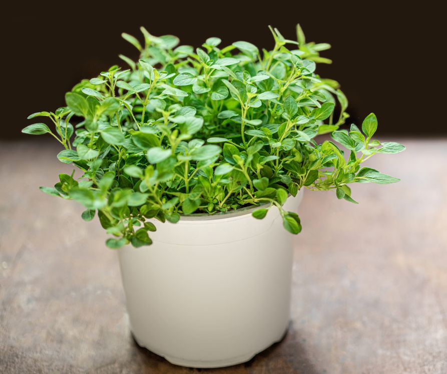 Oregano plant in white pot.