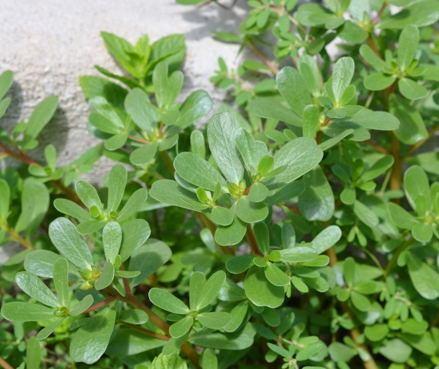A green mound of succulent purslane leaves growing in a pot.