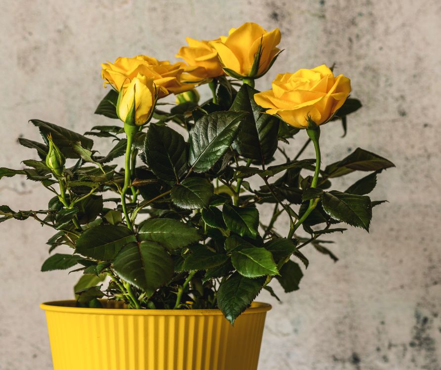 Dwarf yellow rose plant in a yellow pot.