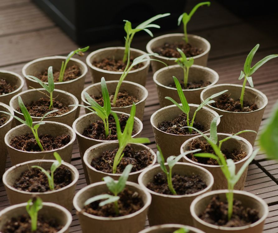 Seedings growing in paper cups at home.
