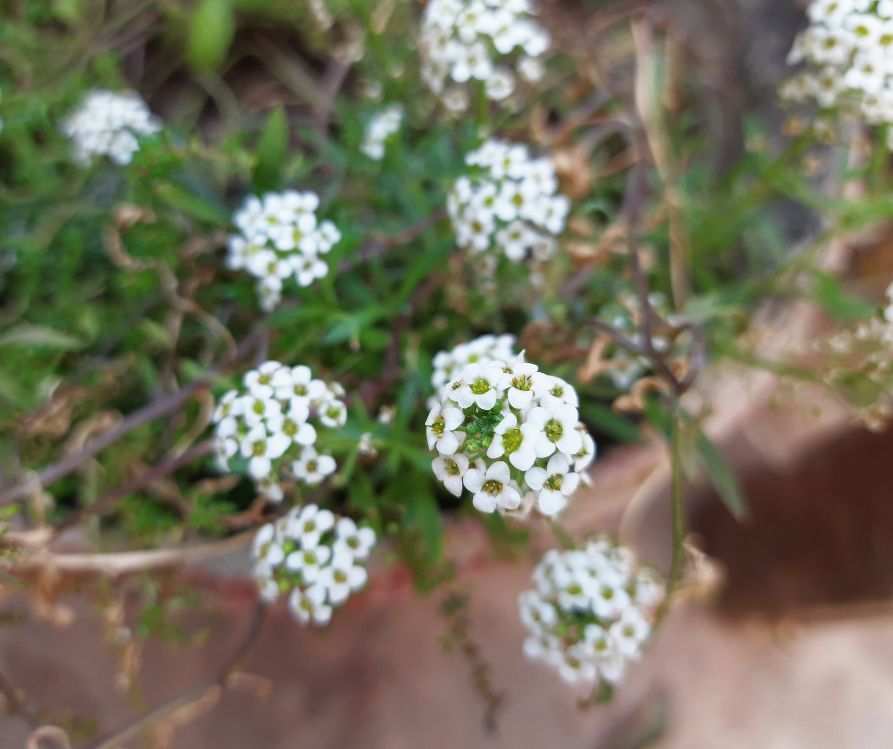 White sweet alyssum flower growing in a small pot.
