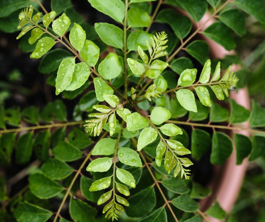 The curry tree (Murraya koenigii) or curry leaf tree growing in a pot.