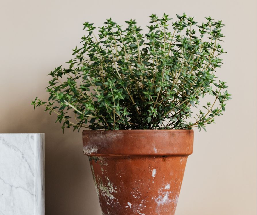 A thyme plant in a clay pot.