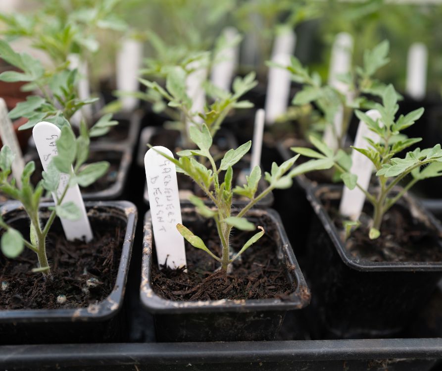 Tomato plant seedlings called Gardeners Delight growing in small pots in an indoor garden.