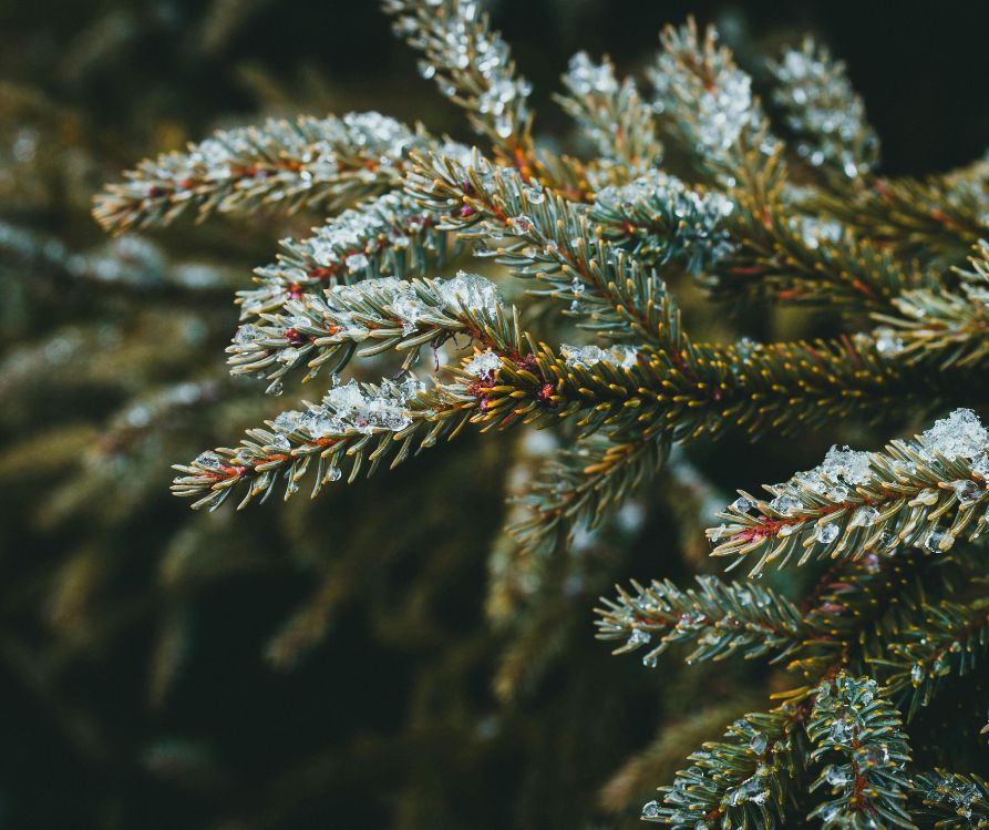 Snow dusted evergreen fronds.