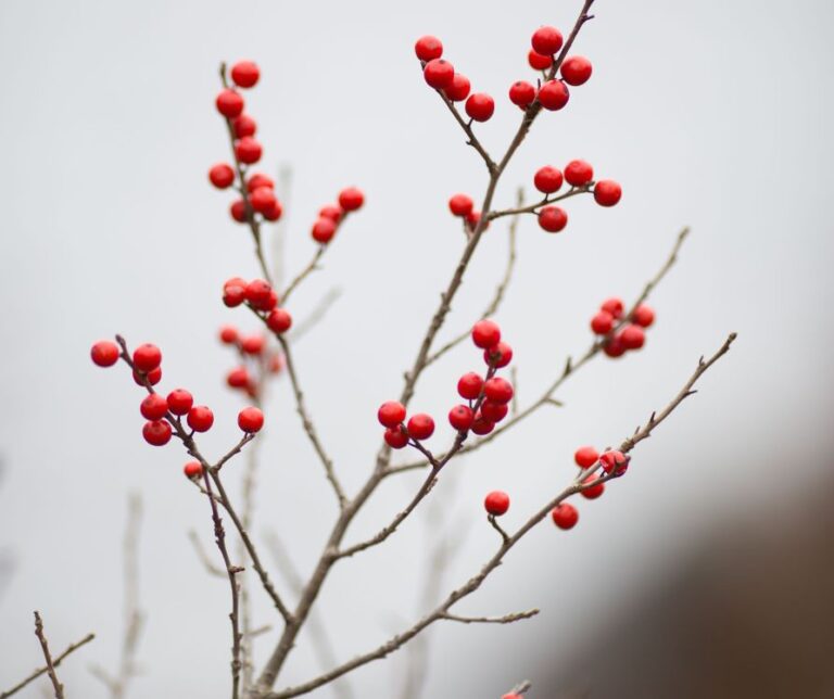 Red Winterberry in a winter garden on a dormant plant