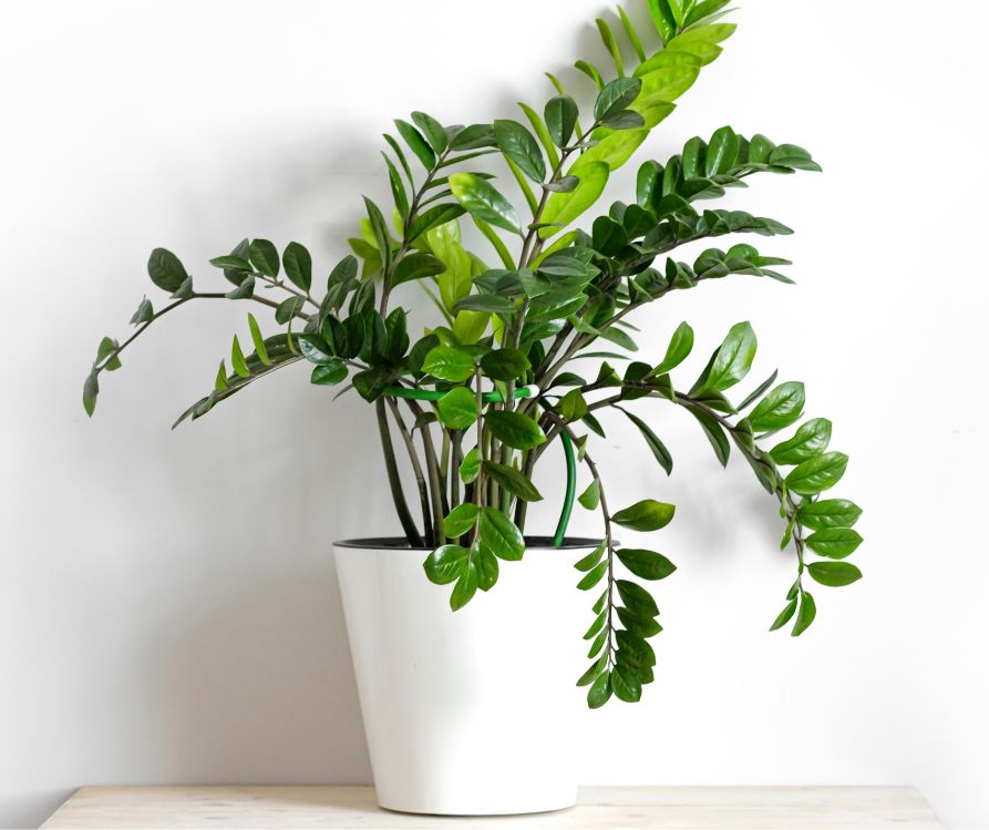A dark green ZZ plants growing in a white pot.
