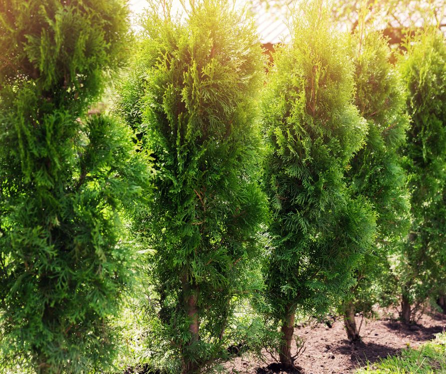 An evergreen privacy hedge of thuja trees in a backyard.