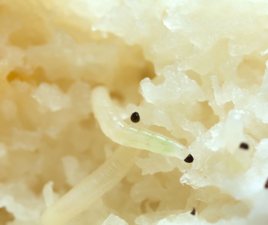 Fungus gnat larvae on mushrooms.