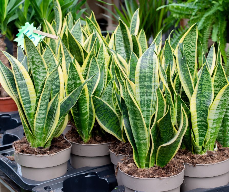 Small snake plants grow in white pots on a table at a garden center.
