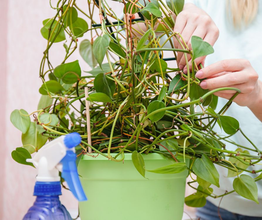 A person inspecting the leaves of a small house plant growing a green pot next to a spray bottle.