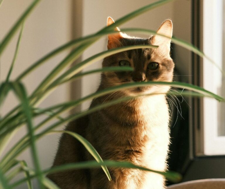 A grey cat sitting behind an indoor plant,