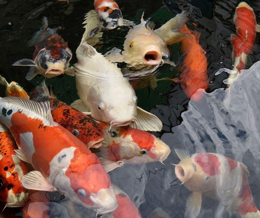 Brightly colored goldfish waiting to be fed.