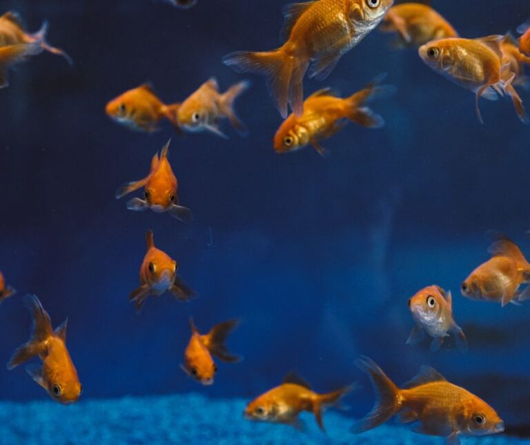 Bright healthy goldfish swimming in a blue tank.