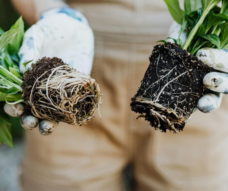 A gardener holding two plants revealing their healthy roots.