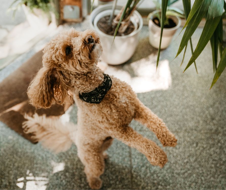 A small white dog jumping on a patio with potted plants.