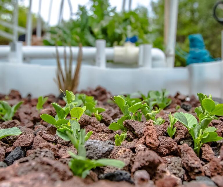 Pea plants growing in an lava rock medium aquaponics system.
