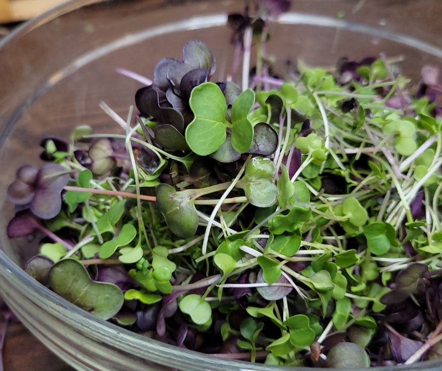 A glass bowl of mixed red and purple microgreens.