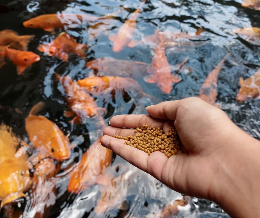A person feed large mature goldfish pellets.