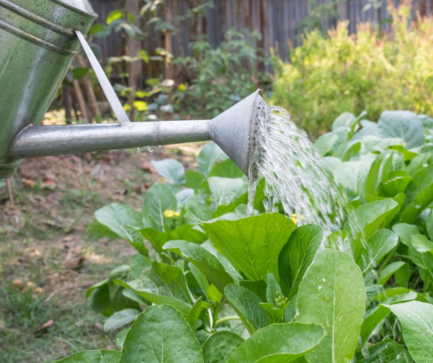A gardener hand watering a garden plot with a tin watering can.