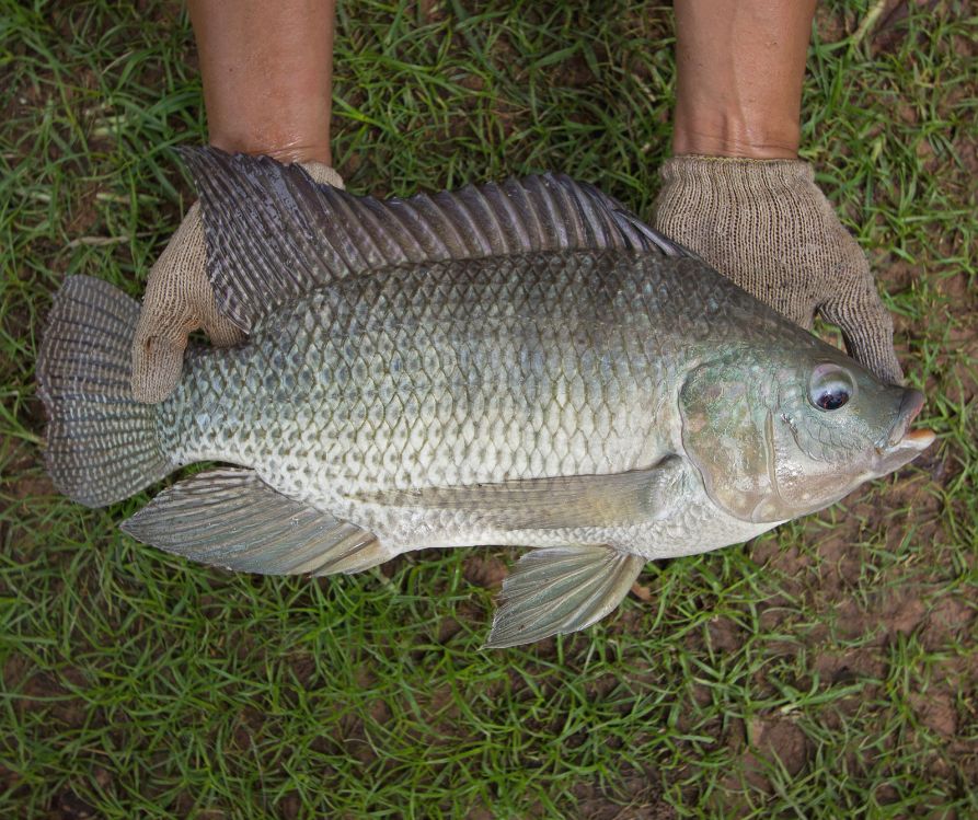 A person wearing gloves holding a aquaponics grown tilapia fish.