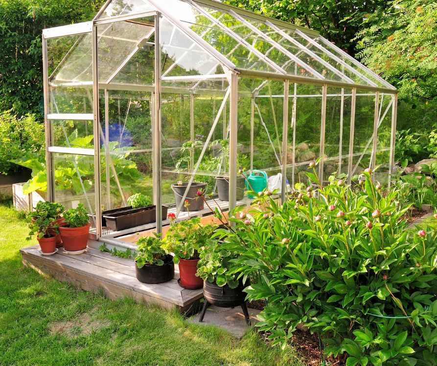 A backyard greenhouse in a lush garden.
