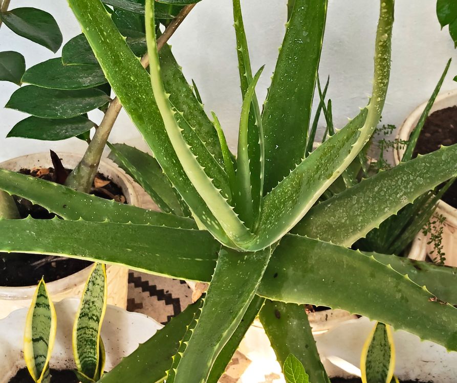 Healthy aloe, zz. and snake plants.